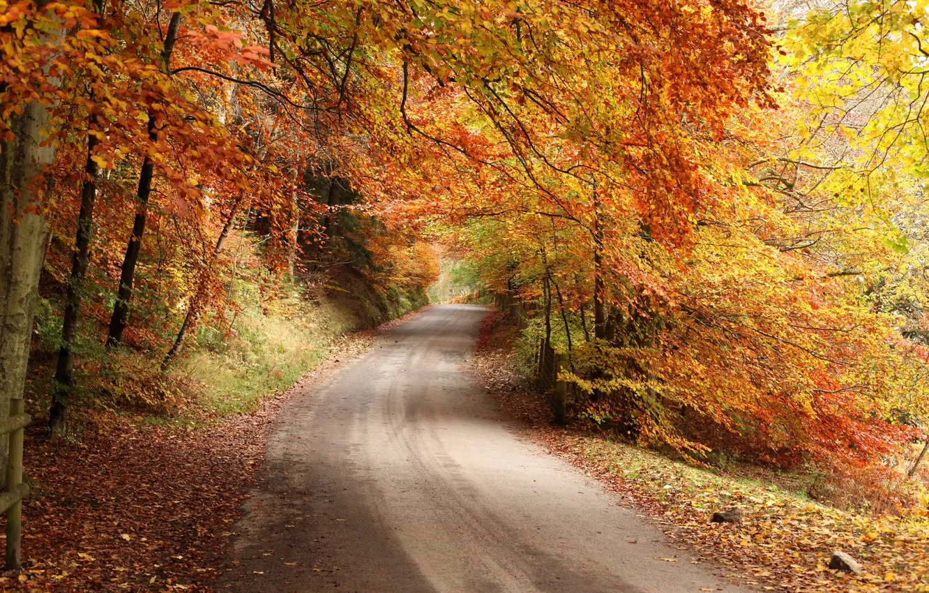 Photo wallpaper road, autumn, forest