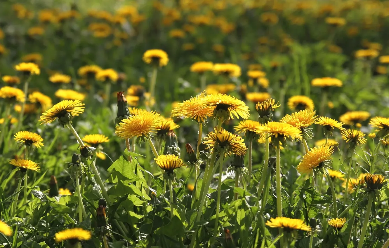 Photo wallpaper dandelion, spring, meadow