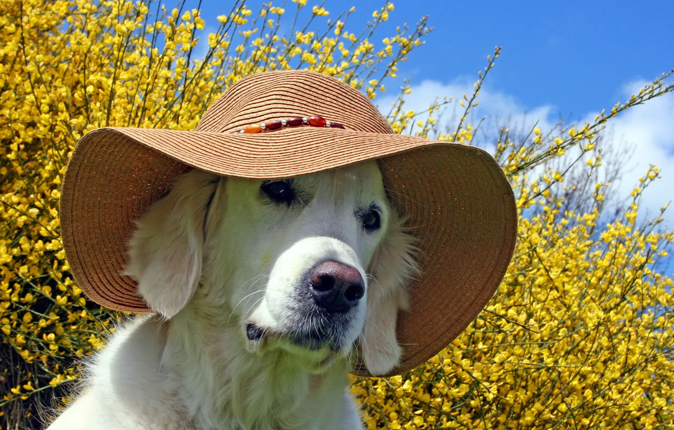 Photo wallpaper summer, dog, hat
