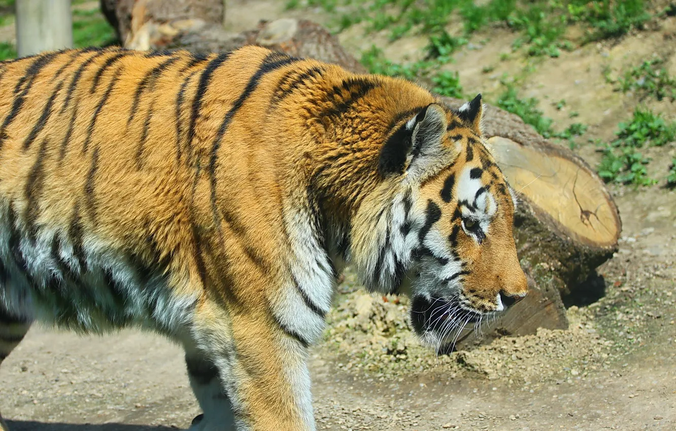 Photo wallpaper strips, tiger, predator, profile