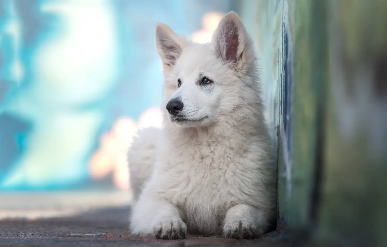 Photo wallpaper dog, puppy, The white Swiss shepherd dog