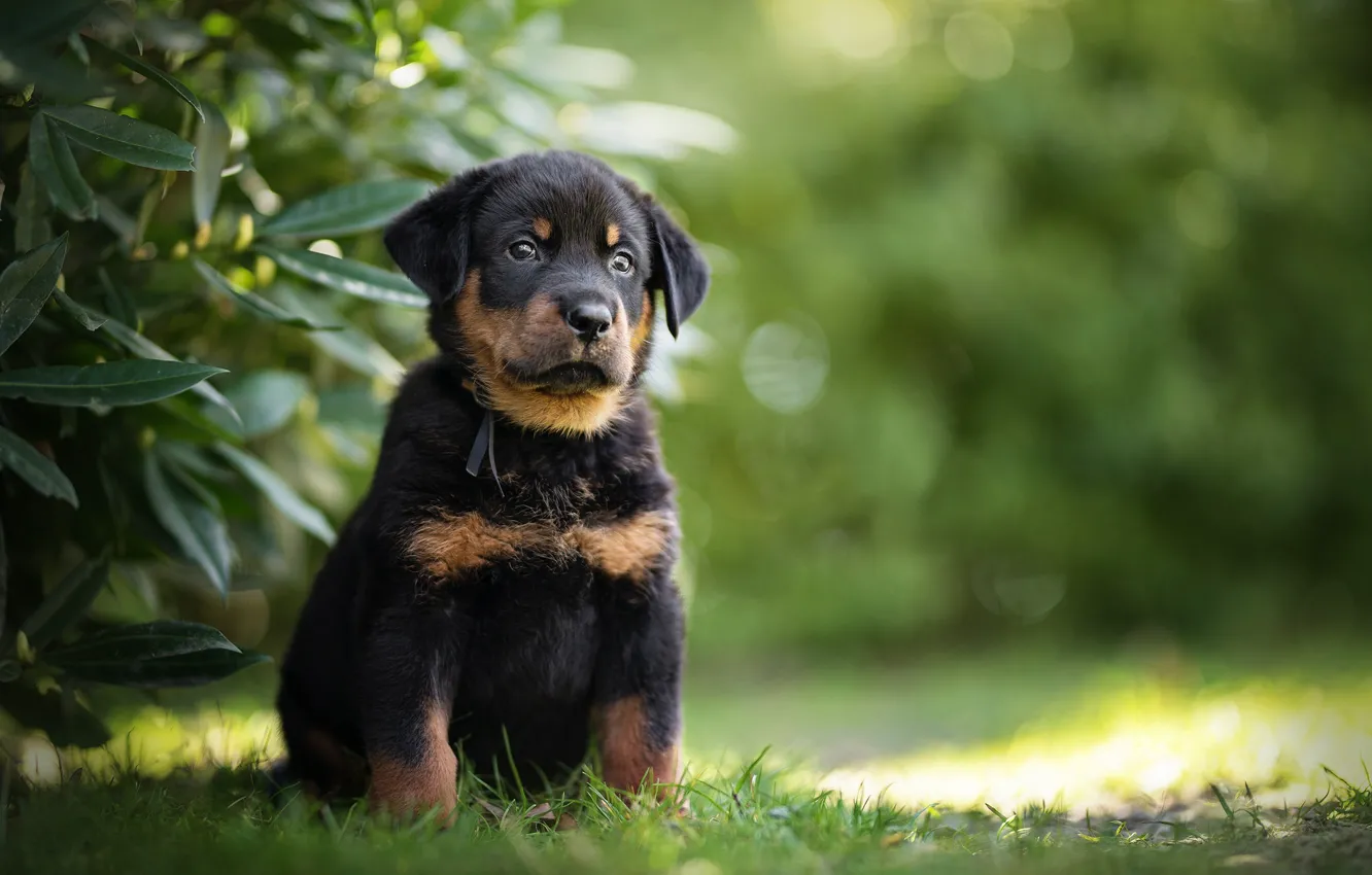 Photo wallpaper dog, puppy, Beauceron, French shepherd