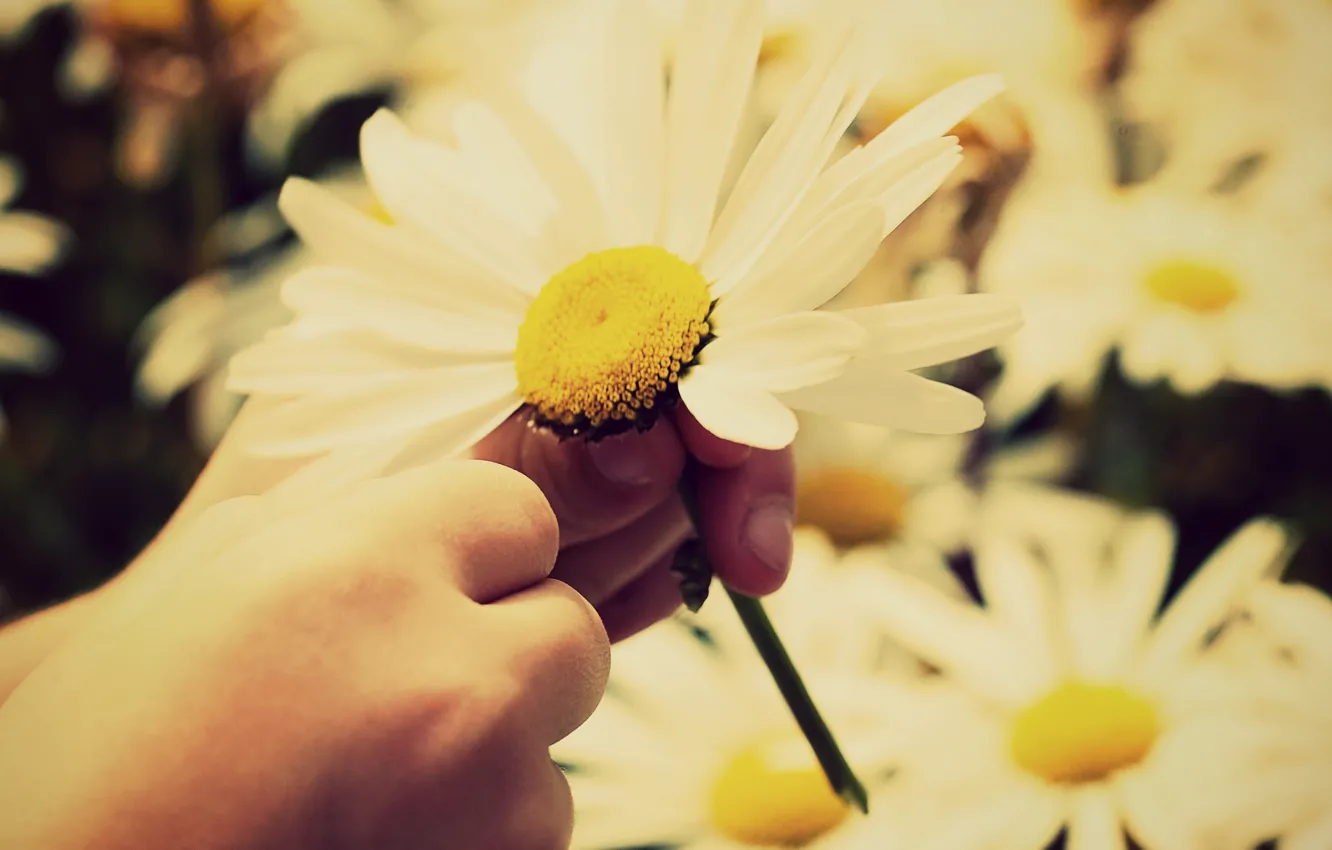 Photo wallpaper white, the sun, flowers, yellow, children, background, widescreen, Wallpaper