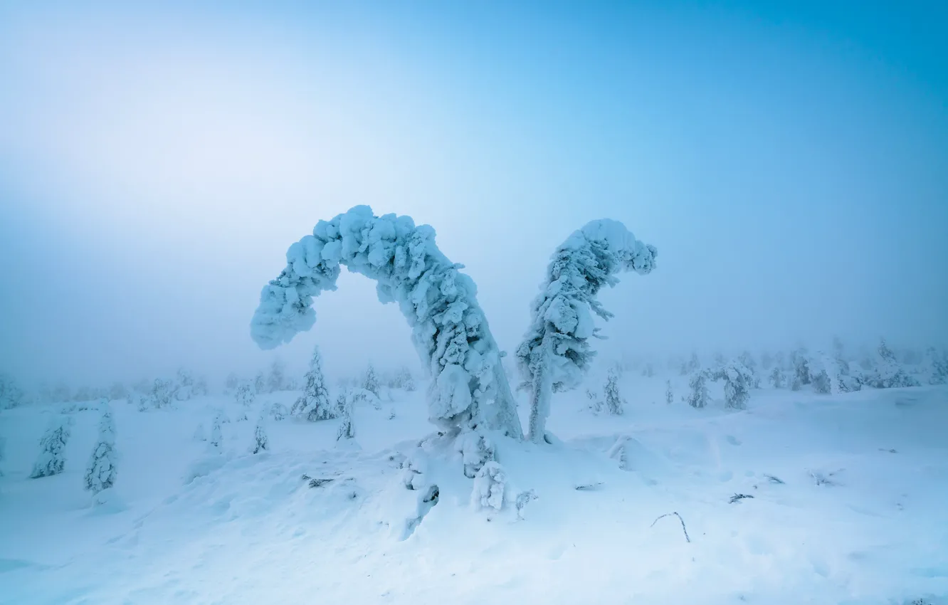 Photo wallpaper winter, frost, forest, snow, trees, nature, fog, winter