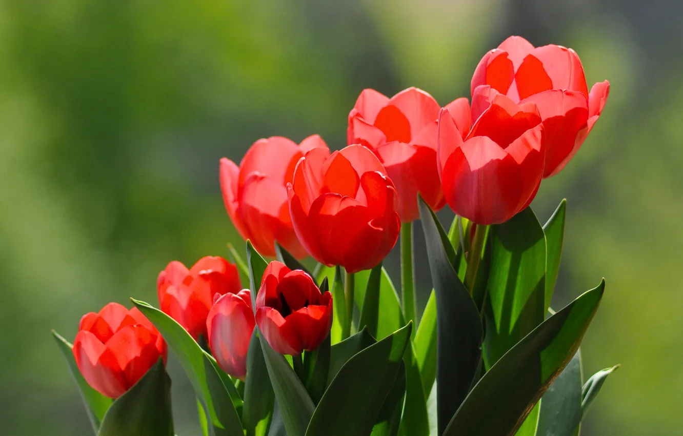 Photo wallpaper background, tulips, red tulips