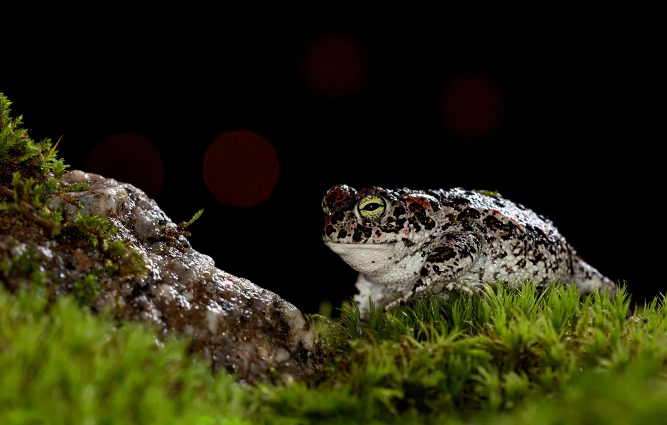 Photo wallpaper stone, moss, frog, black background, toad, bokeh, spotted
