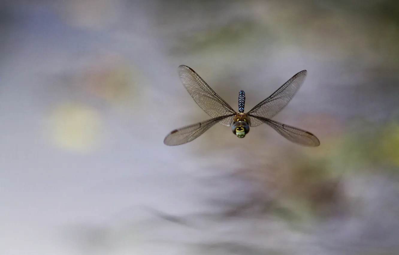 Photo wallpaper background, dragonfly, insect, in flight