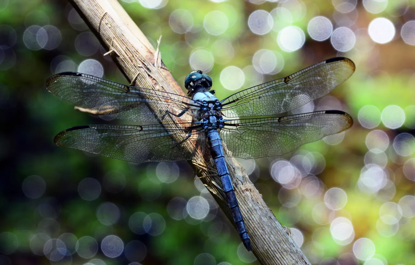 Photo wallpaper macro, blue, lights, dragonfly, stems, bokeh, Wallpaper from lolita777