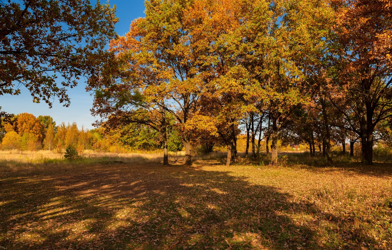 Wallpaper autumn, trees, landscape, nature for mobile and desktop ...
