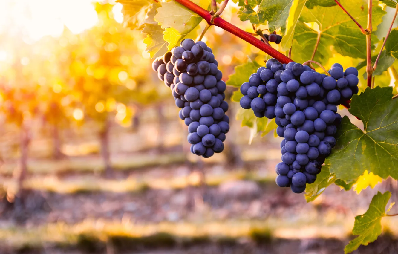 Photo wallpaper nature, berries, grapes, bunch, the bushes