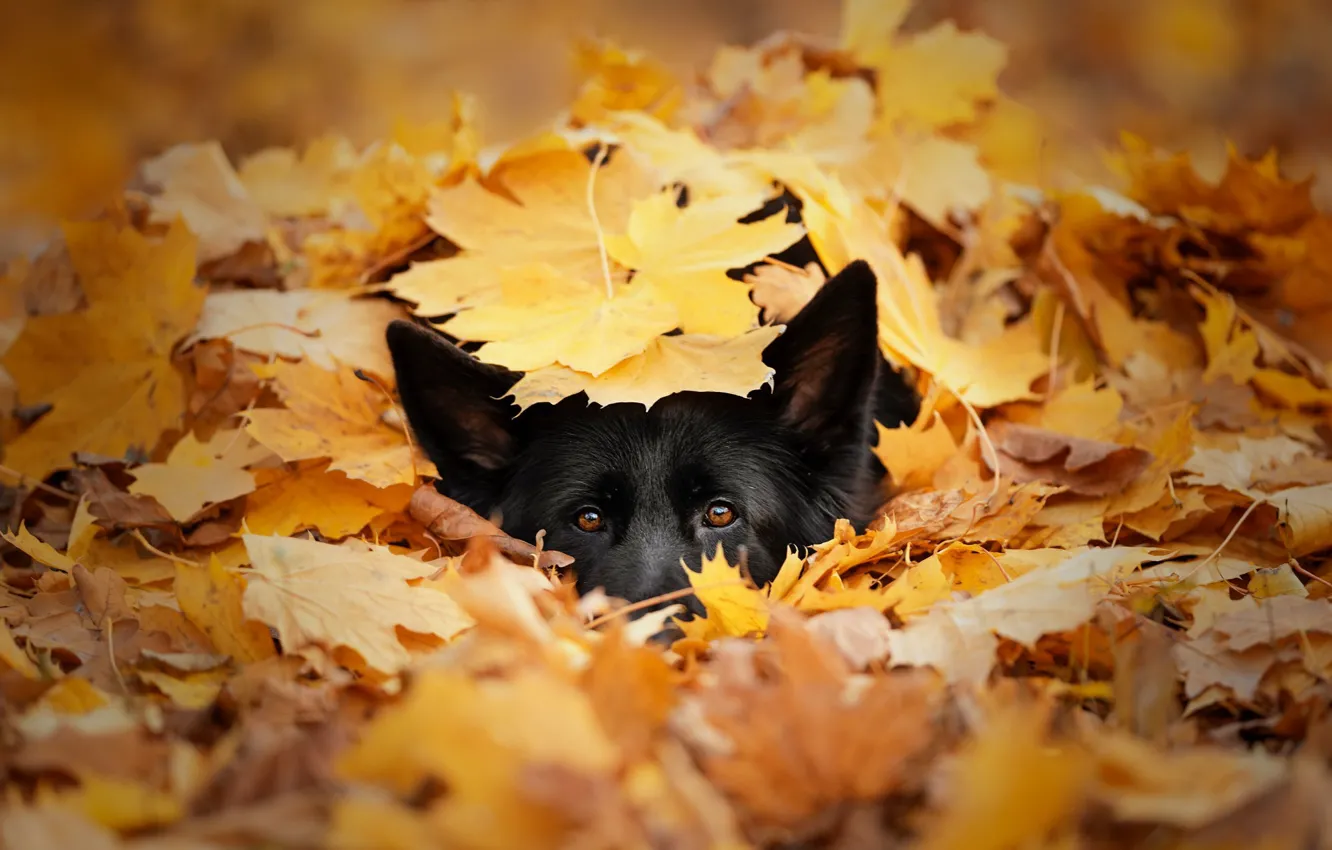 Photo wallpaper autumn, each, dog