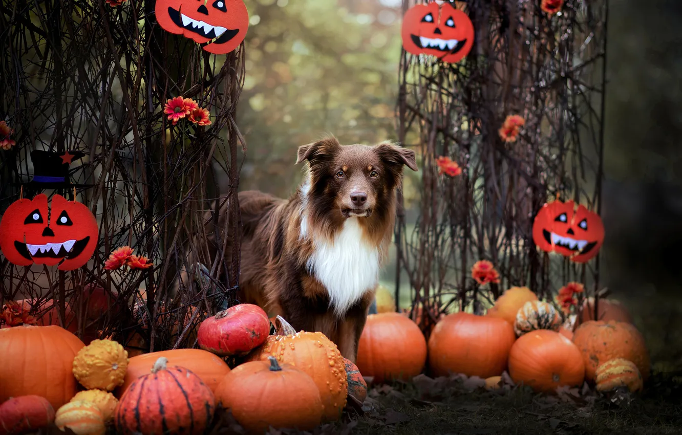 Photo wallpaper autumn, look, branches, nature, pose, Park, dog, pumpkin