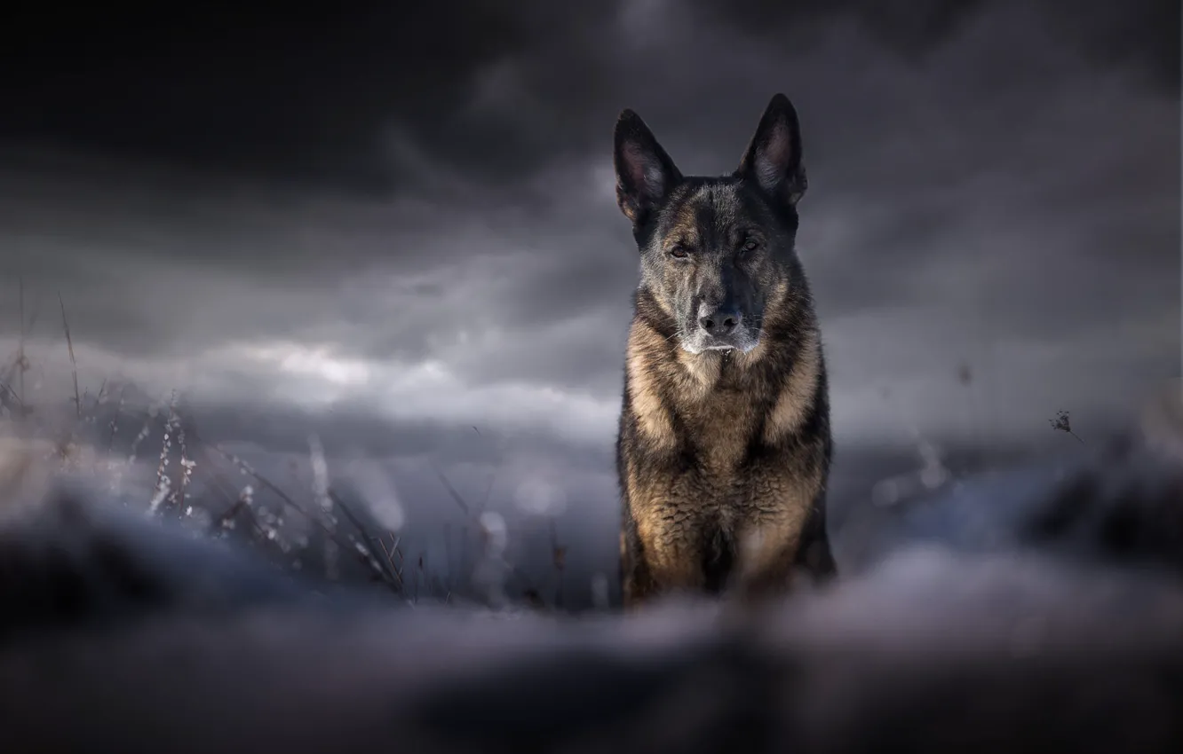 Photo wallpaper field, the sky, look, face, clouds, clouds, nature, pose