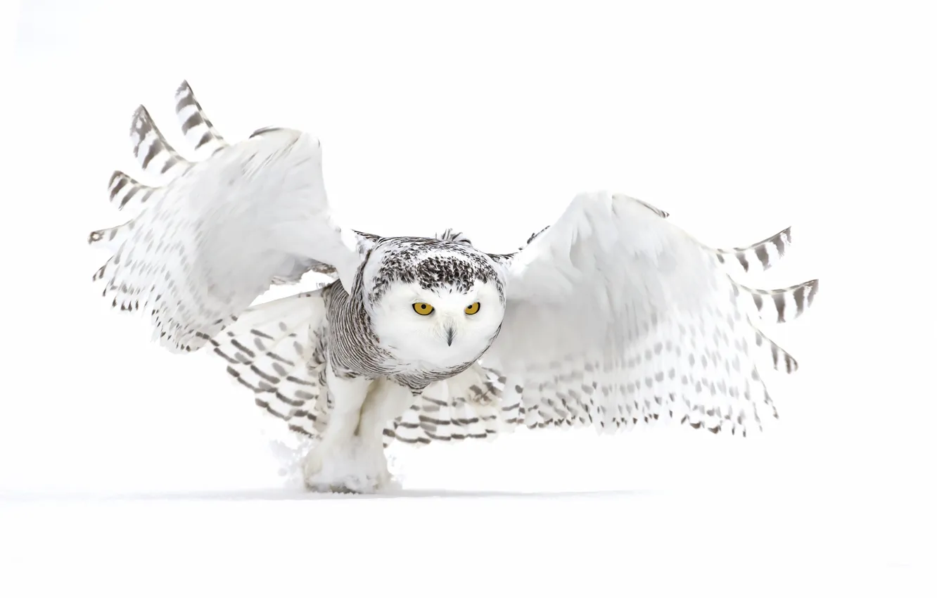 Photo wallpaper winter, snow, owl, white owl