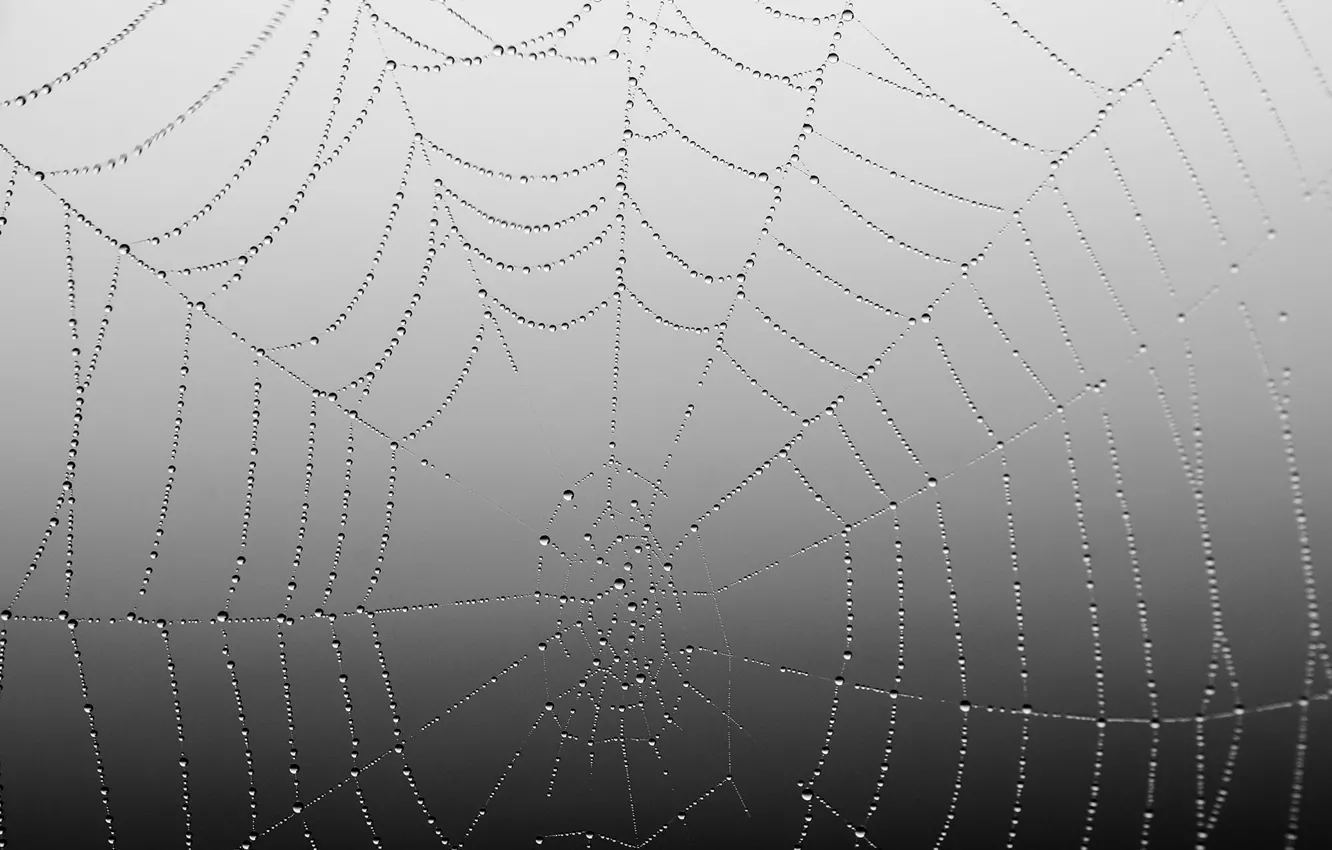 Photo wallpaper night, web, Spider