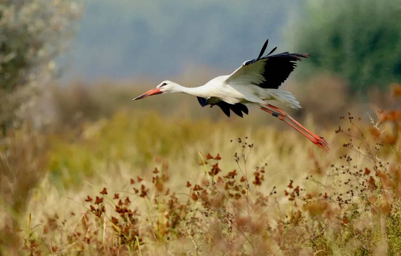 Photo wallpaper bird, stork, flight, bokeh