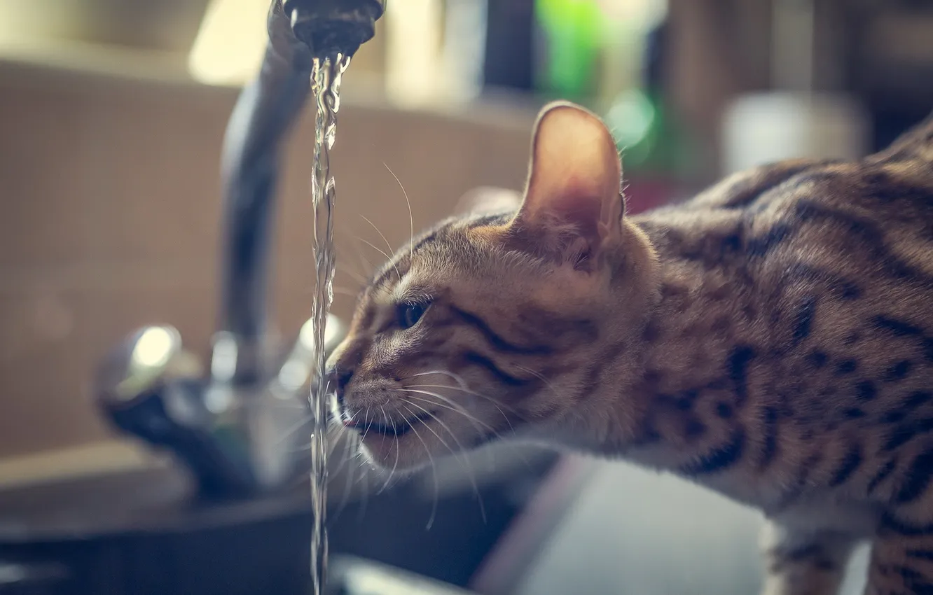 Photo wallpaper cat, water, crane, Bengal