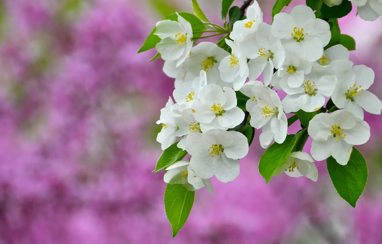 Photo wallpaper branch, spring, flowering