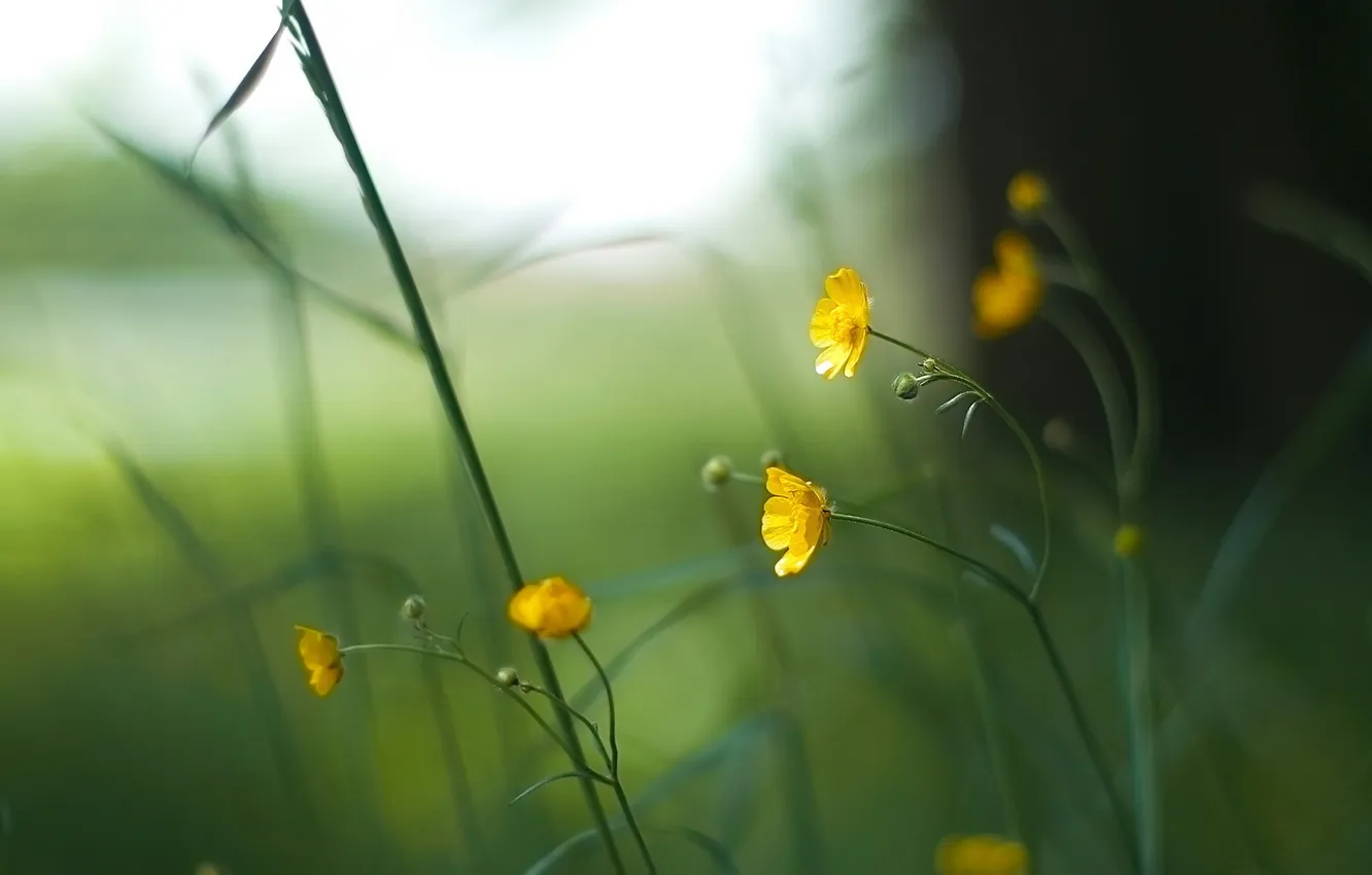 Photo wallpaper macro, flowers, background