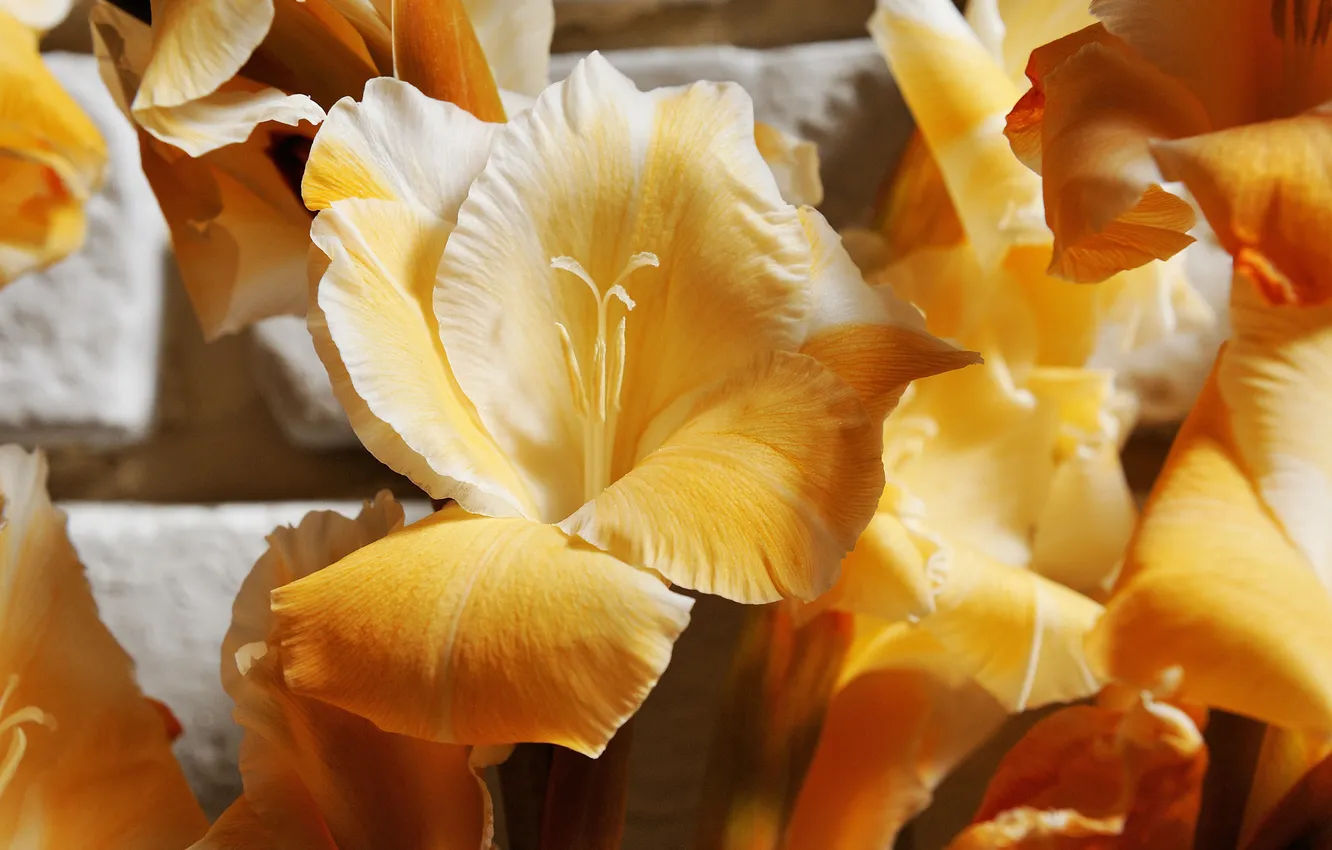 Photo wallpaper macro, flowers, petals, gladiolus