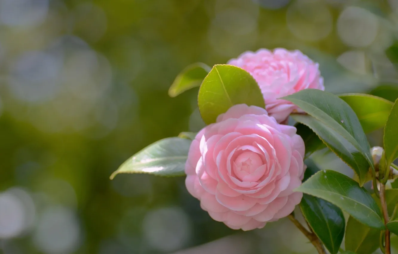 Photo wallpaper flowers, petals, pink, Camellia