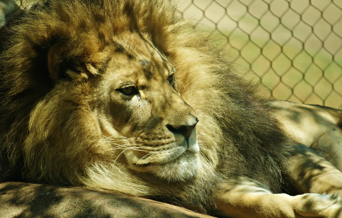 Photo wallpaper Predator, Leon, head