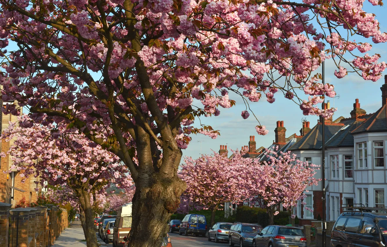 Photo wallpaper flowers, tree, street, Muswell Hill Cherry Blossom