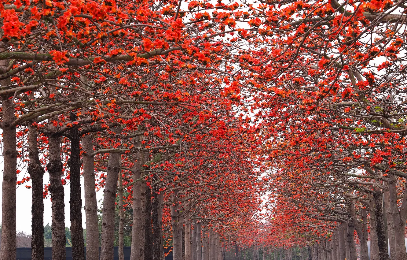 Photo wallpaper trees, flowers, Park, spring, flowering