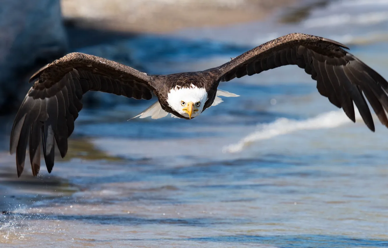Photo wallpaper sea, look, flight, nature, bird, eagle, wings, pond