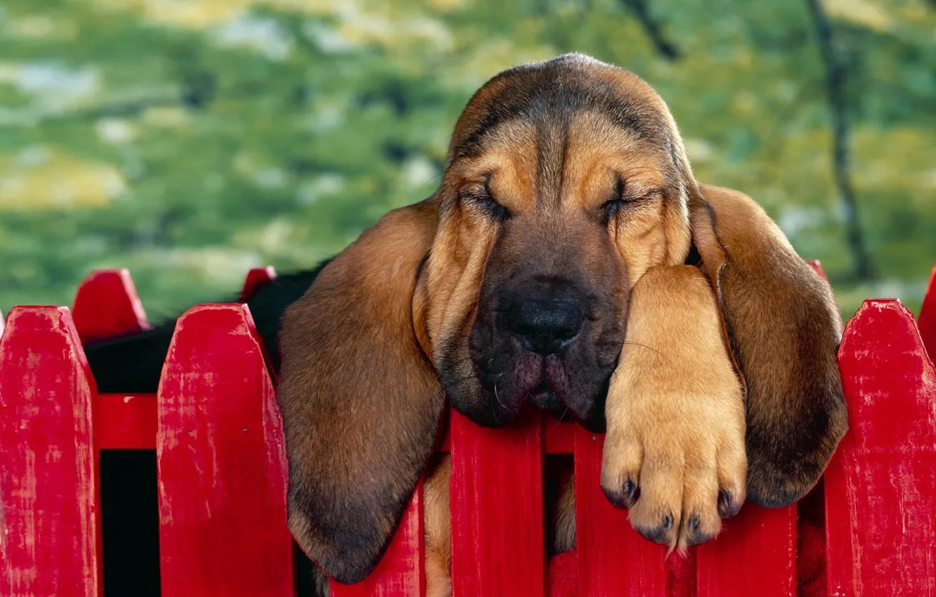 Photo wallpaper face, the fence, paw, ears, the Bloodhound