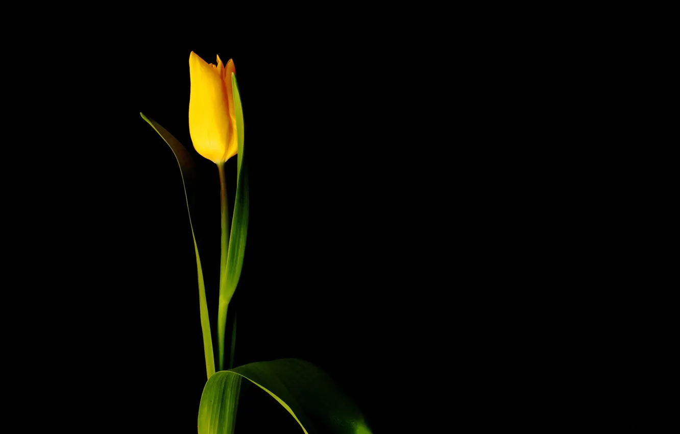 Photo wallpaper flower, minimalism, black background, yellow Tulip