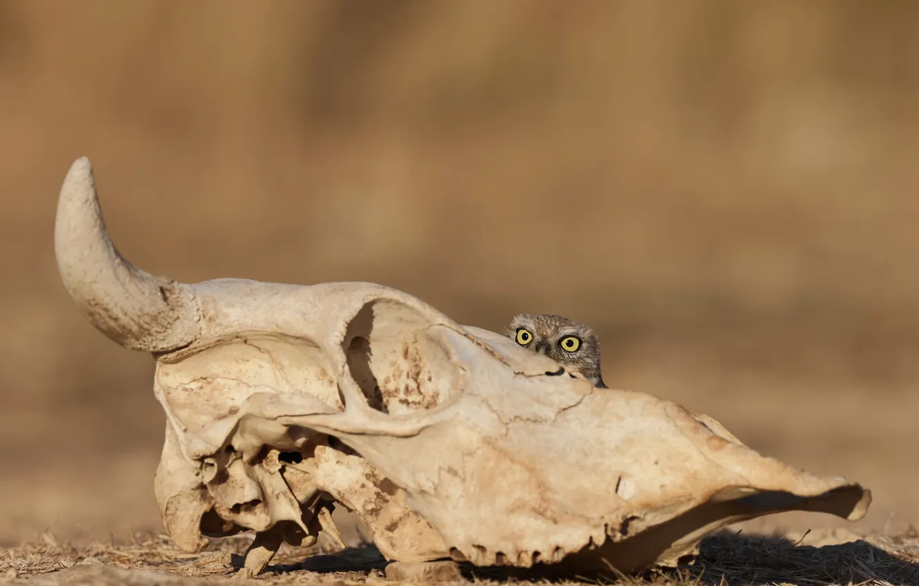 Photo wallpaper desert, bird, eyes, death, owl, Hidden