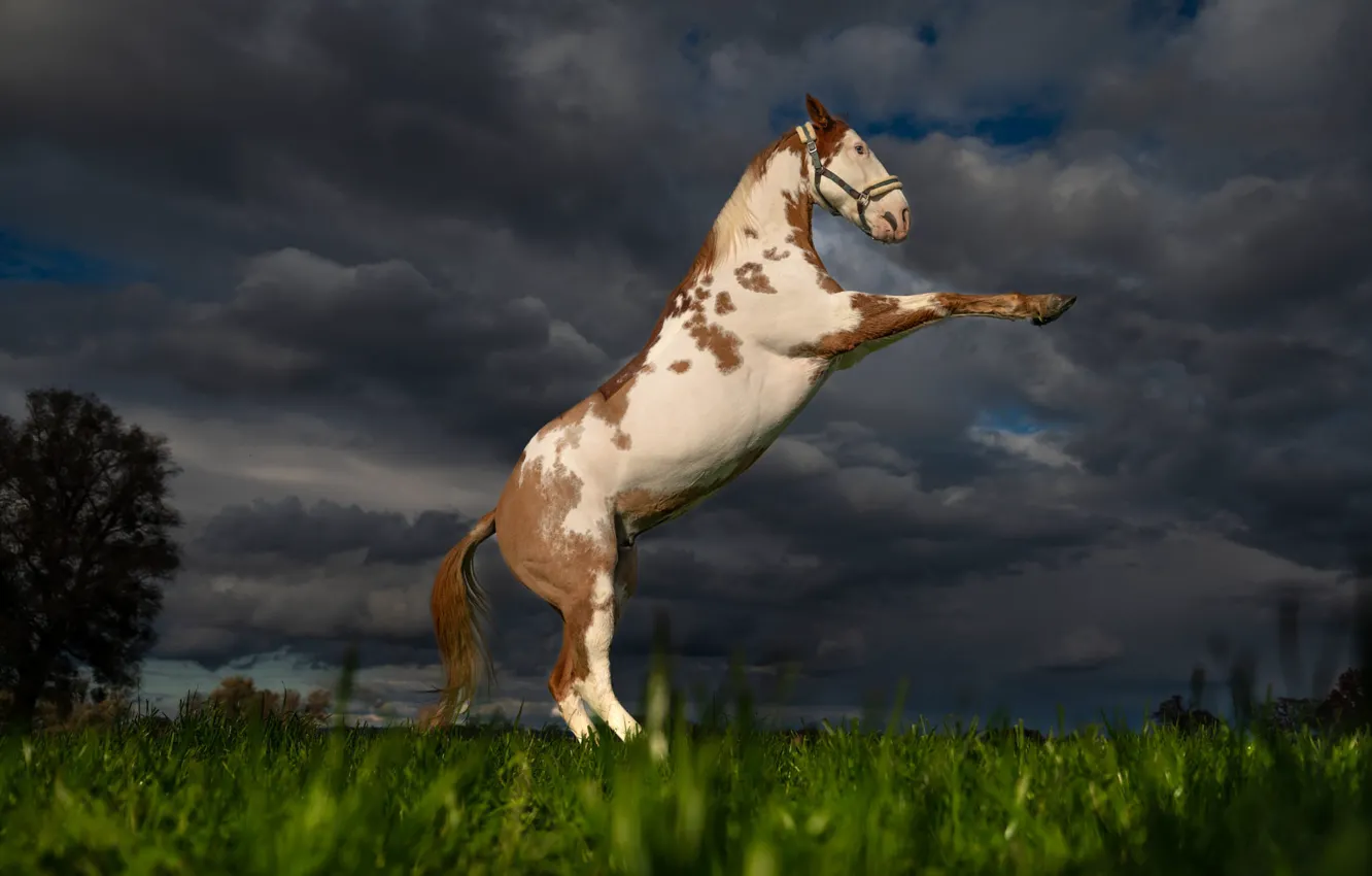 Photo wallpaper field, grass, clouds, pose, horse, horse, meadow, stand