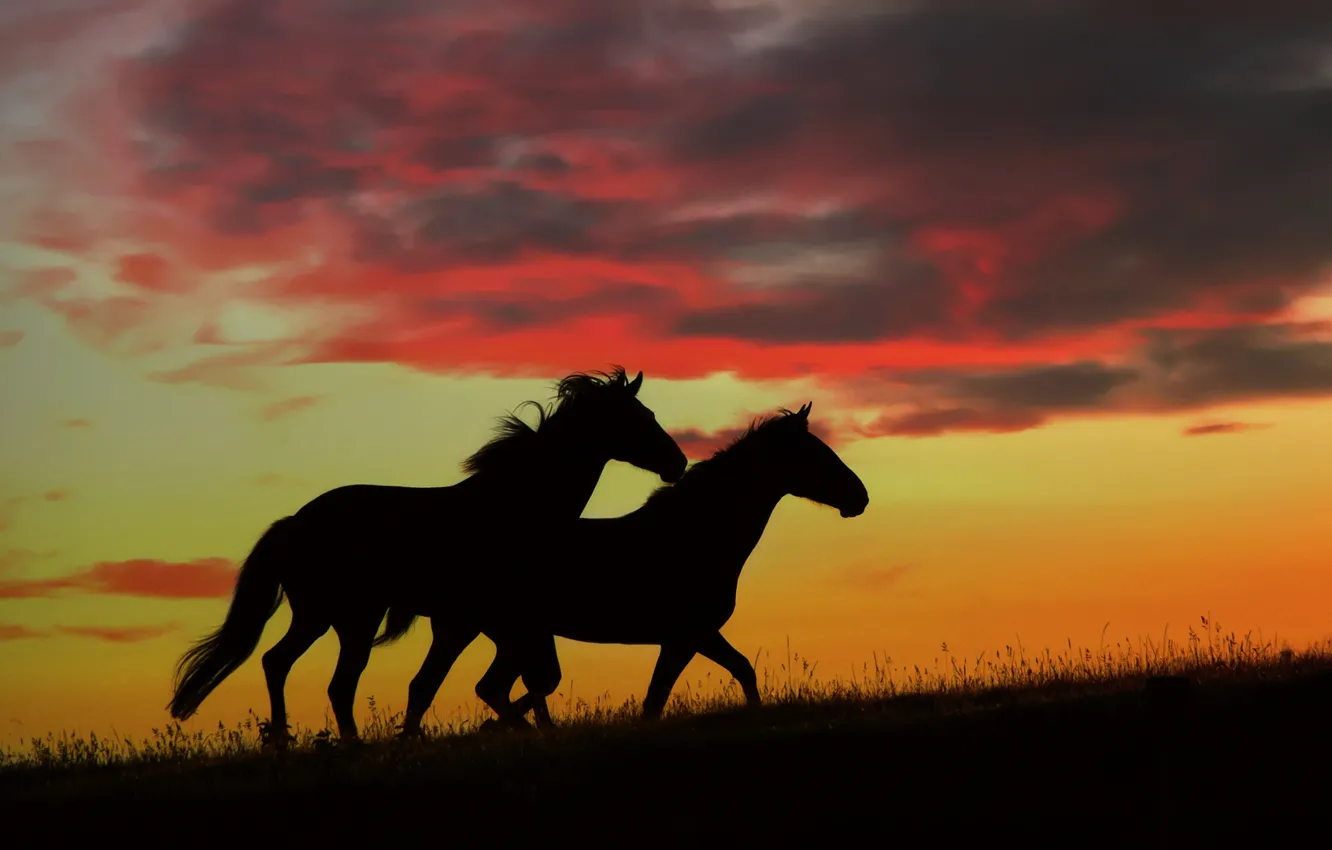 Photo wallpaper sunset, nature, horses