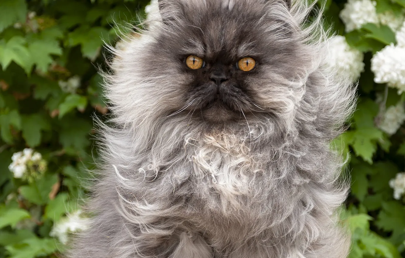 Photo wallpaper cat, cat, look, flowers, pose, grey, fluffy, garden