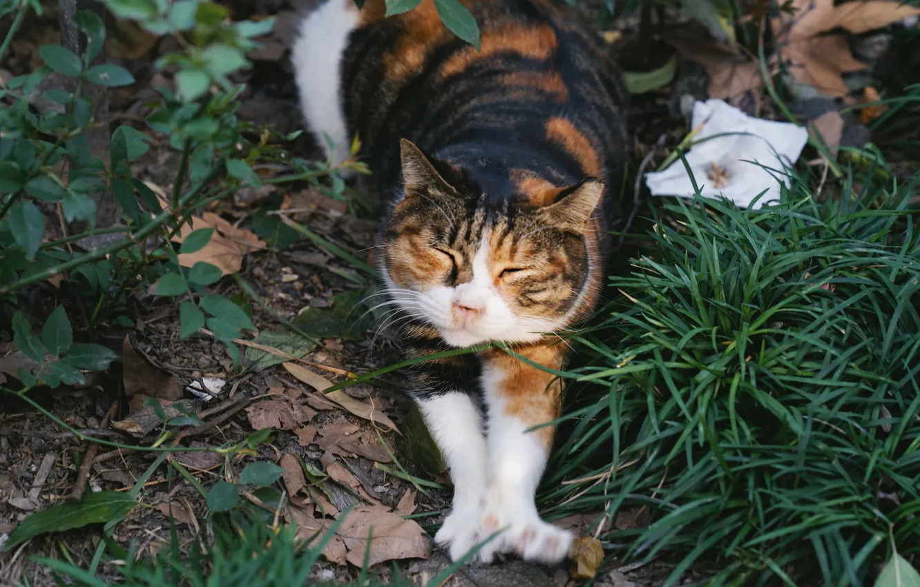 Photo wallpaper cat, leaves, flowers, nature, pose, legs, garden, face
