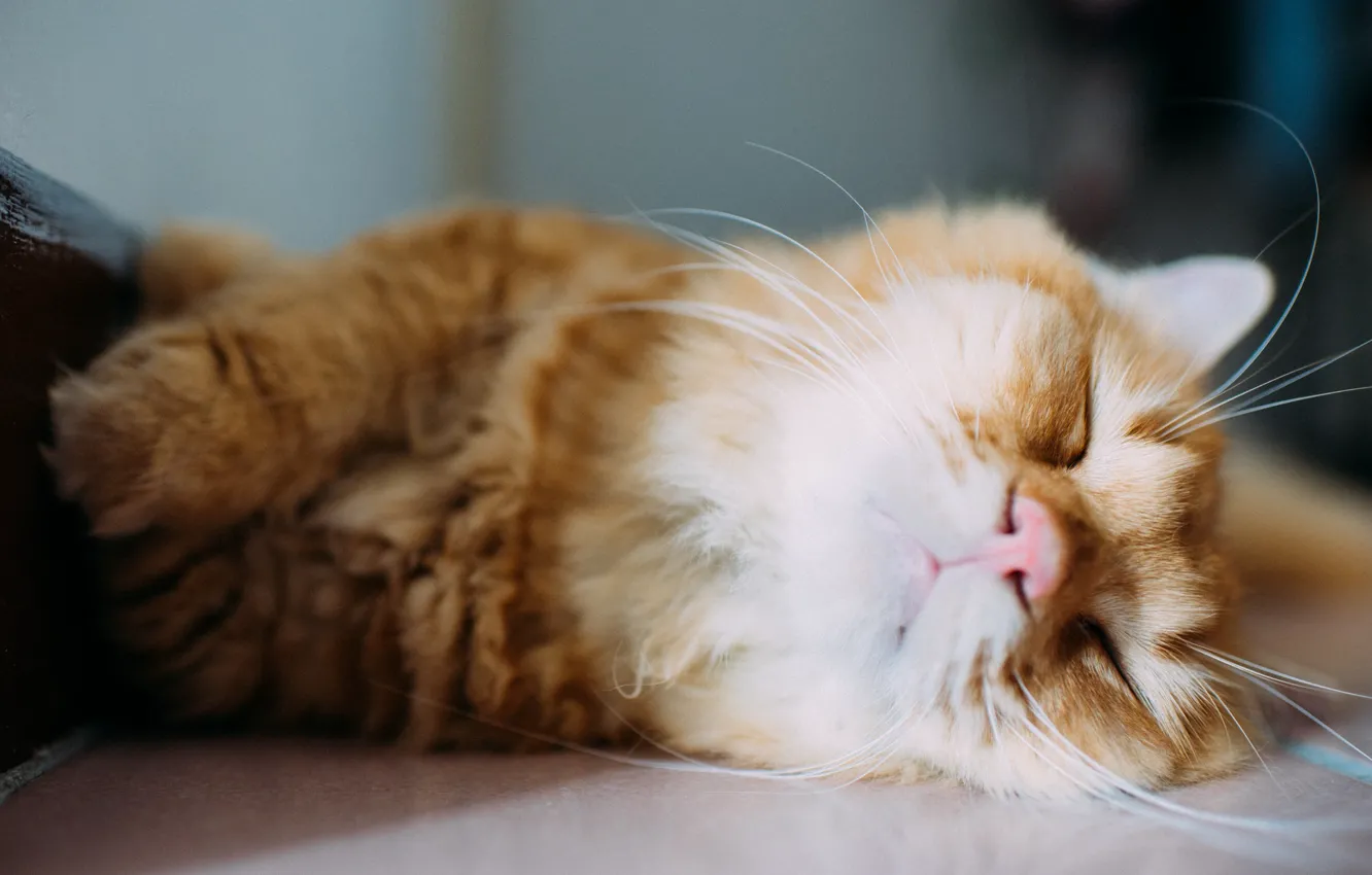 Photo wallpaper cat, mustache, stay, wool