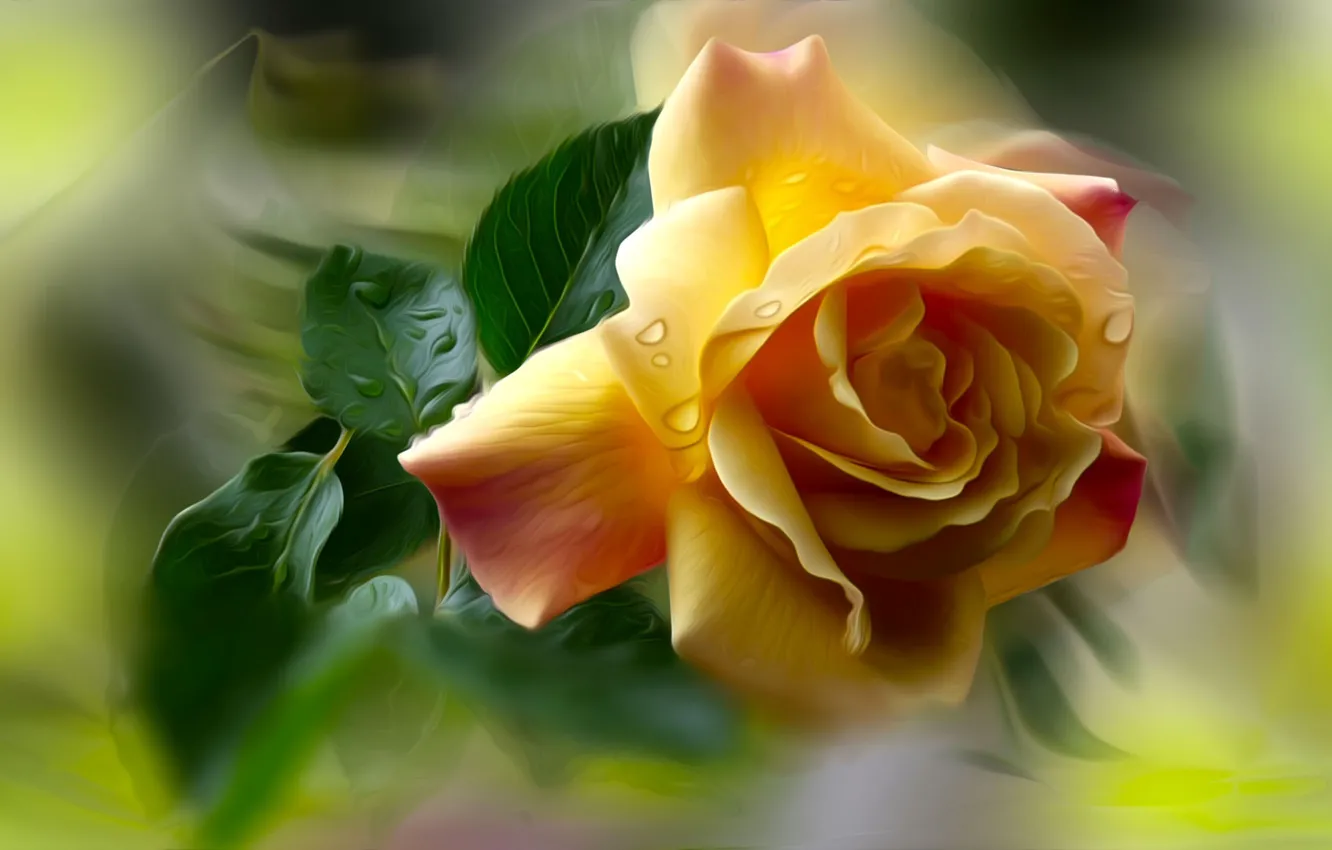 Photo wallpaper Graphics, Flowers, Rose