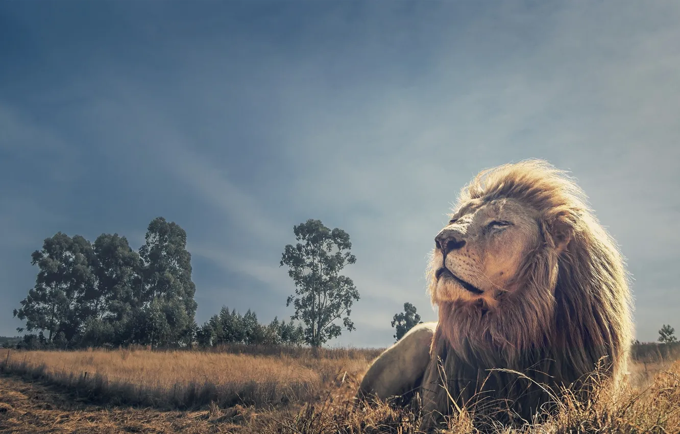 Photo wallpaper grass, Leo, Savannah