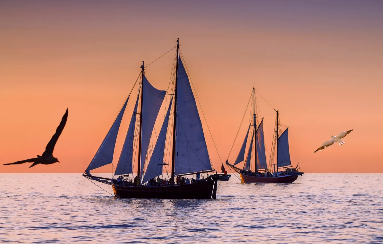 Photo wallpaper sea, seagulls, sailboat, the evening