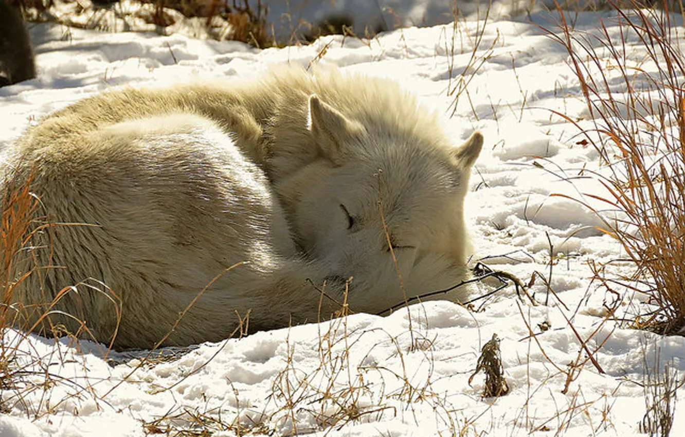 Photo wallpaper Predator, nature, snow, face, animal, wolf, canis lupus, wildlife