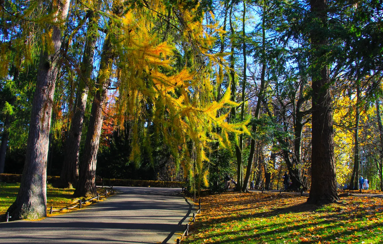 Photo wallpaper park, autumn, tree, fall, Lane