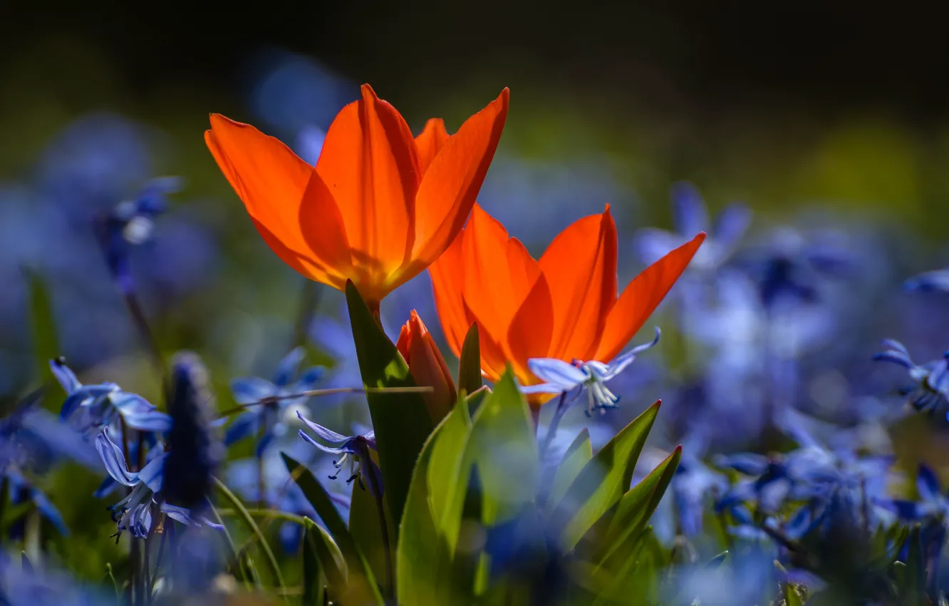 Photo wallpaper flowers, nature, spring, tulips, Scilla