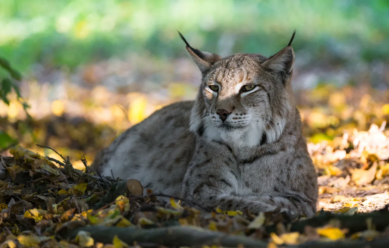 Photo wallpaper light, stay, shadow, lies, lynx