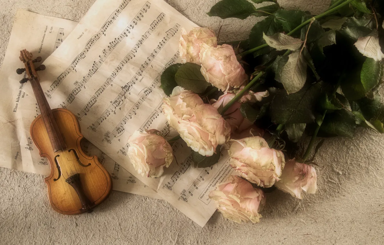 Photo wallpaper notes, roses, Music, Violin, Classic, Tool