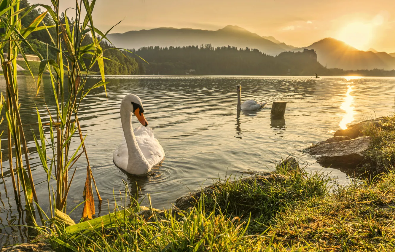 Photo wallpaper swan, river, landscape, sunset, lake, dawn