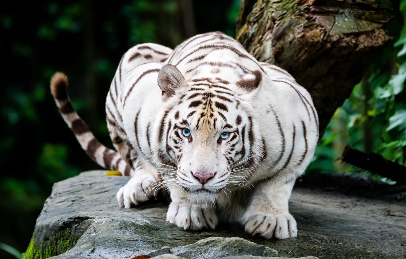 Photo wallpaper white, look, face, trees, tiger, pose, stones, paws
