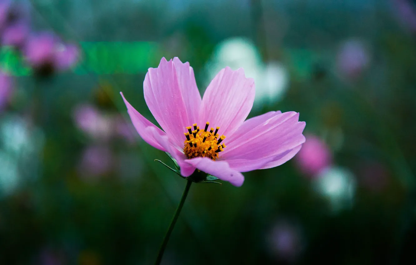 Photo wallpaper flower, nature, tenderness, stem, Ural