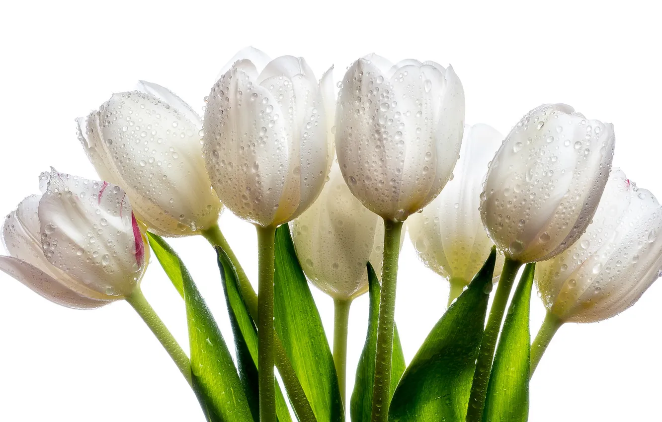 Photo wallpaper drops, flowers, bouquet, tulips, white background, white