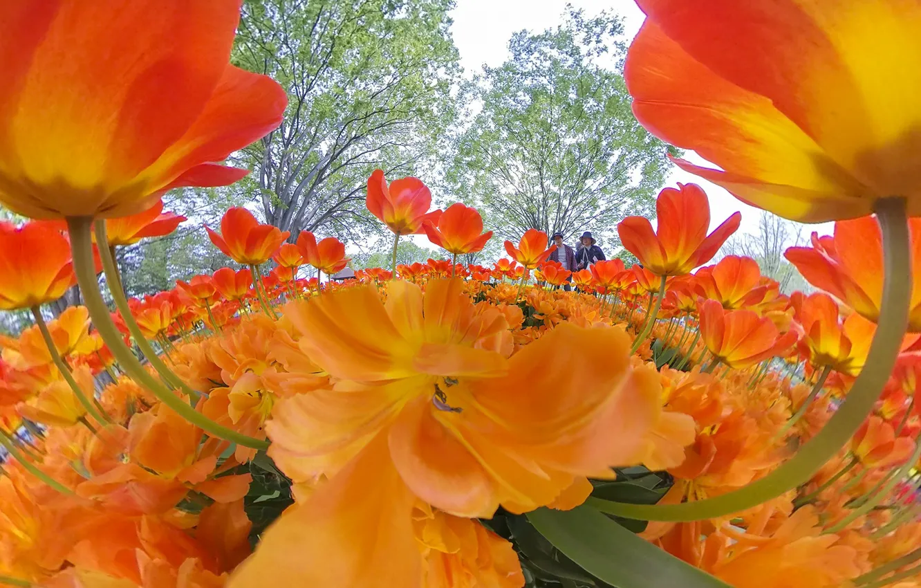 Photo wallpaper leaves, trees, flowers, orange, branches, Park, bright, people